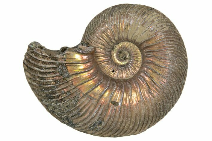 Iridescent, Pyritized Ammonite (Quenstedticeras) Fossil - Russia #337318